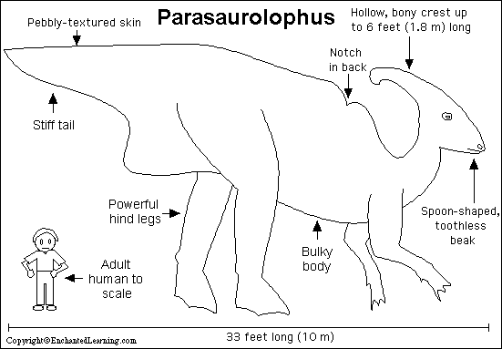 Parasaurolophus Facts