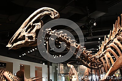 Parasaurolophus Skeleton