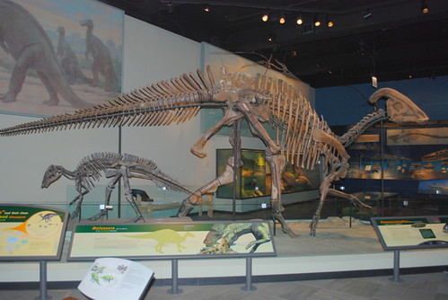 Parasaurolophus Skeleton