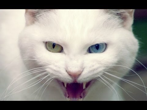 Parasites In Cats And Humans