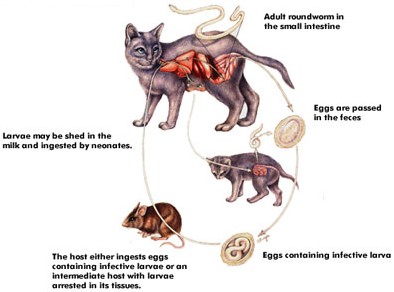 Parasites In Cats Pictures