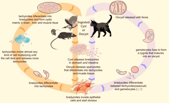 Parasites In Cats Symptoms