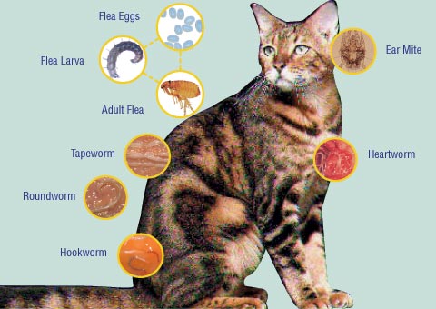Parasites In Cats Symptoms