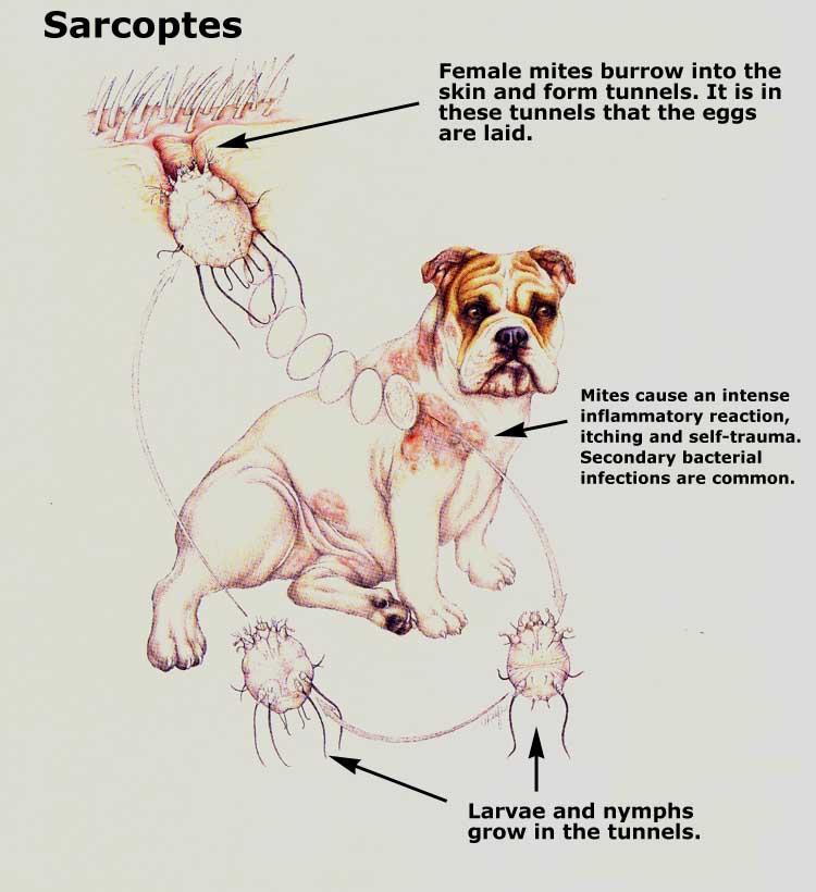Parasites In Dogs