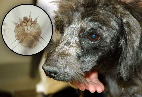 Parasites In Dogs Ears