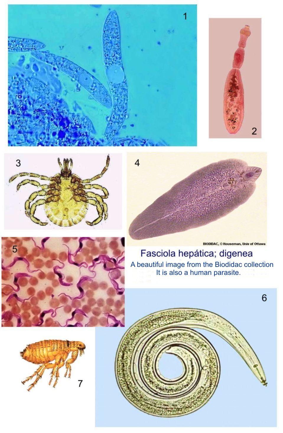 Parasites In Dogs Pictures