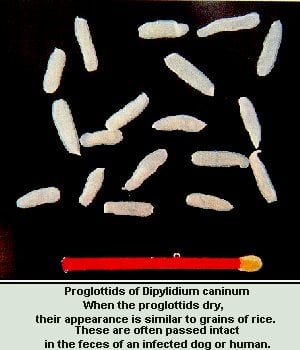 Parasites In Dogs That Look Like Rice