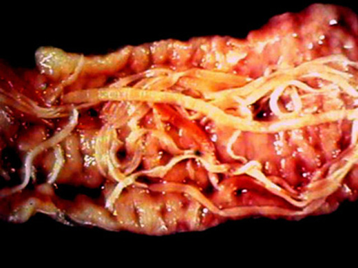 Parasites In Dogs That Look Like Rice
