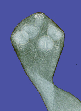 Parasites In Dogs That Look Like Rice