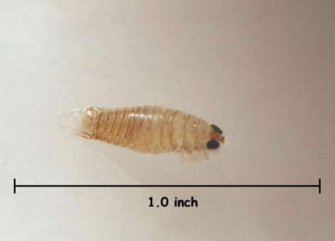 Parasites In Fish Gills