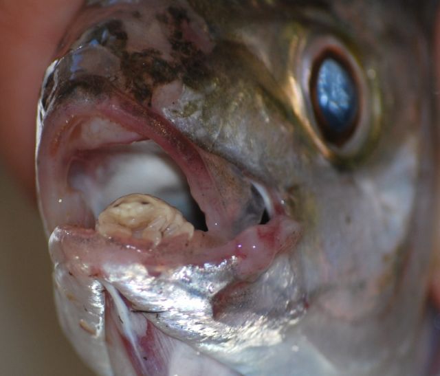 Parasites In Fish Mouth
