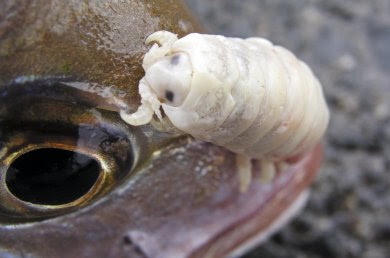 Parasites In Fish Mouth