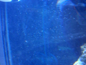 Parasites In Fish Tank