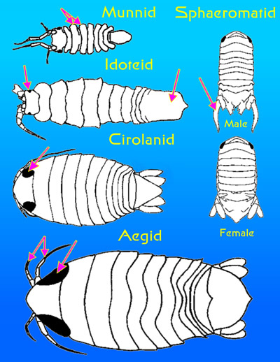 Parasites In Fish Tanks Pictures