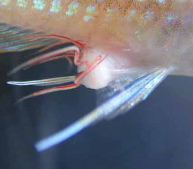 Parasites In Fish Tanks Pictures