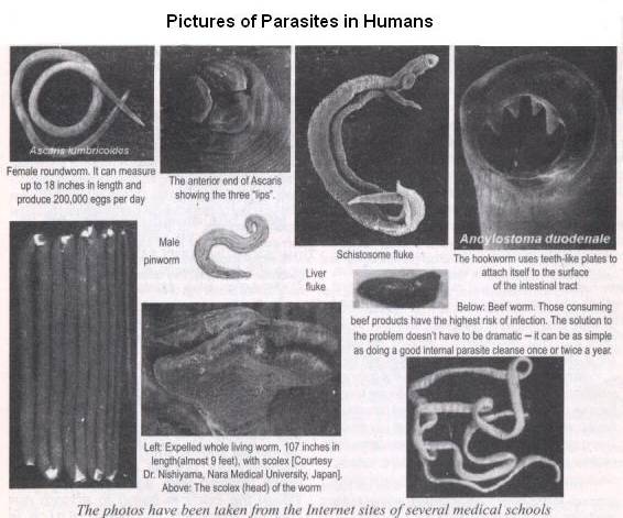 Parasites In Humans