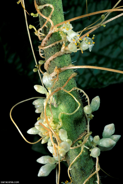 Parasites In Plants Pictures