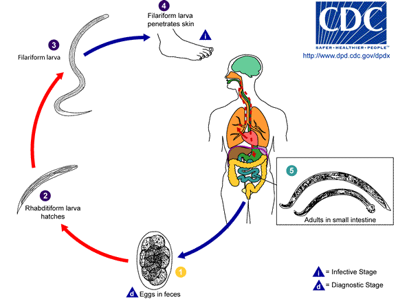 Parasites In Stool Treatment