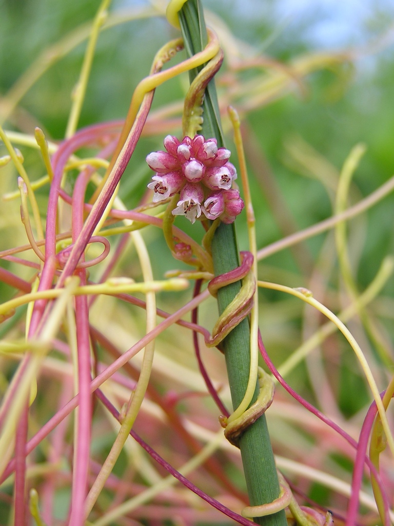 Parasitic Plants And Animals