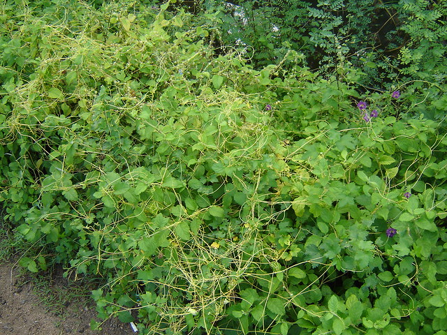 Parasitic Plants Cuscuta