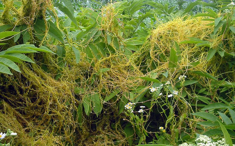 Parasitic Plants Dodder
