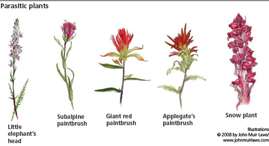 Parasitic Plants Examples