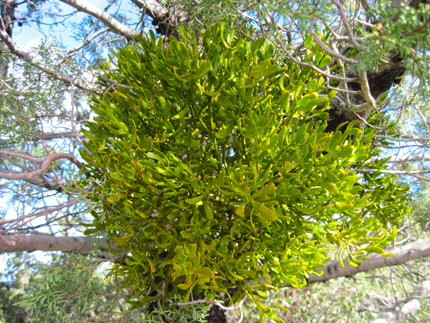 Parasitic Plants Mistletoe