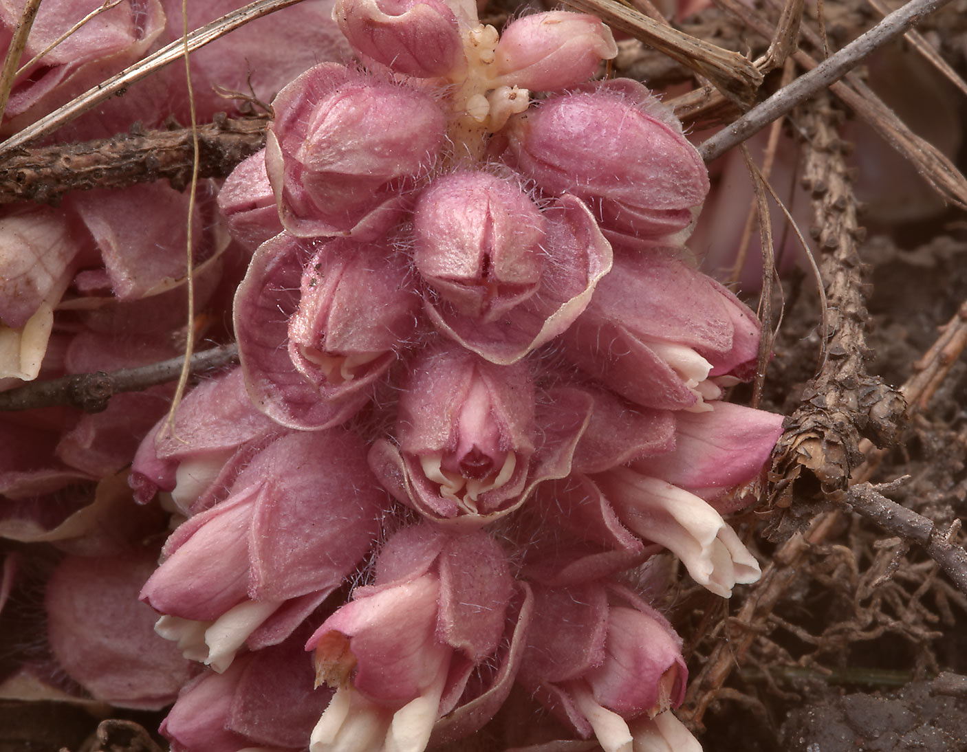 Parasitic Plants Pictures With Names