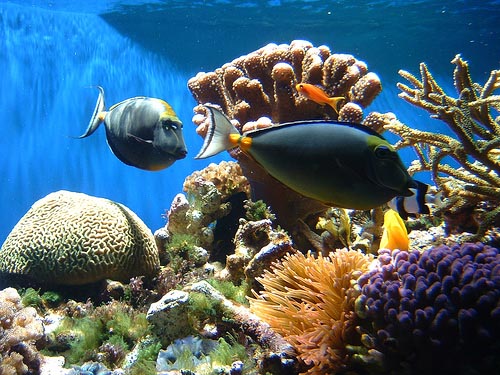 an example of mutualism in coral reefs