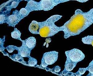 Parasitism Examples In The Ocean