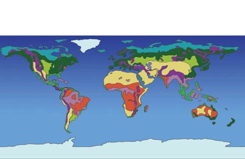 Parasitism Examples In The Savanna