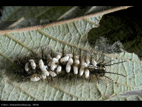 Parasitism Examples In The Savanna