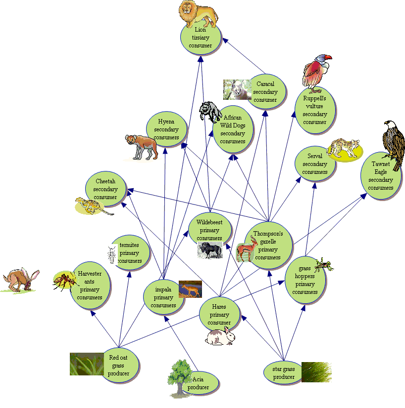 Parasitism Examples In The Savanna