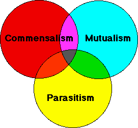 Parasitism Relationship Definition