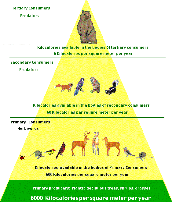 Parasitism Relationship In Temperate Deciduous Forest