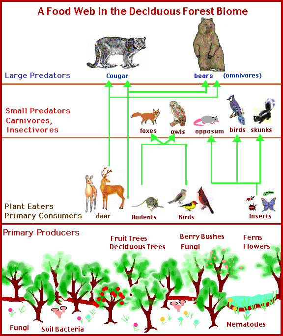 Parasitism Relationship In Temperate Deciduous Forest