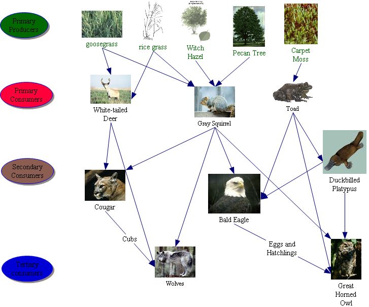 Parasitism Relationship In Temperate Deciduous Forest