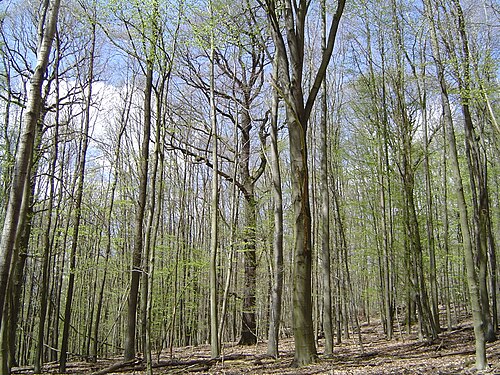 Parasitism Relationship In Temperate Deciduous Forest