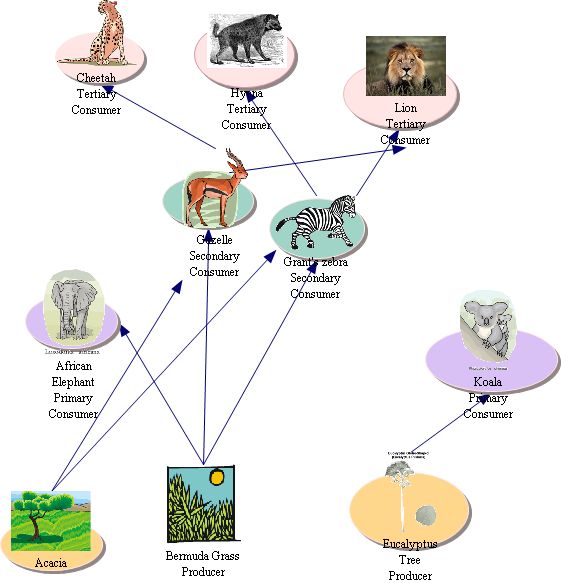 Parasitism Relationships In The Savanna