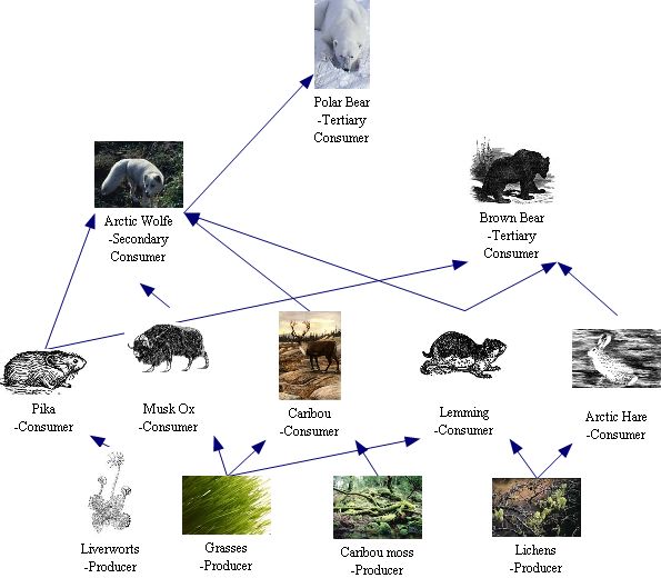 Parasitism Relationships In The Tundra