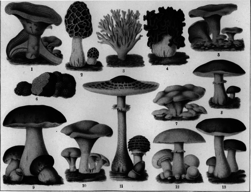 Parasol Mushroom Edible