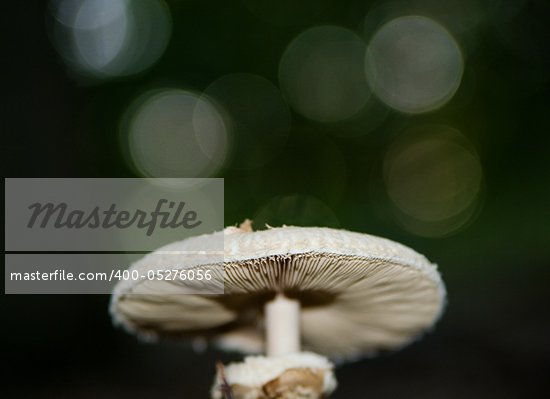 Parasol Mushroom Edible
