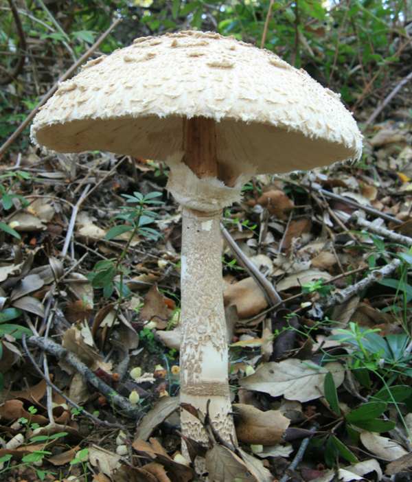 Parasol Mushroom Facts