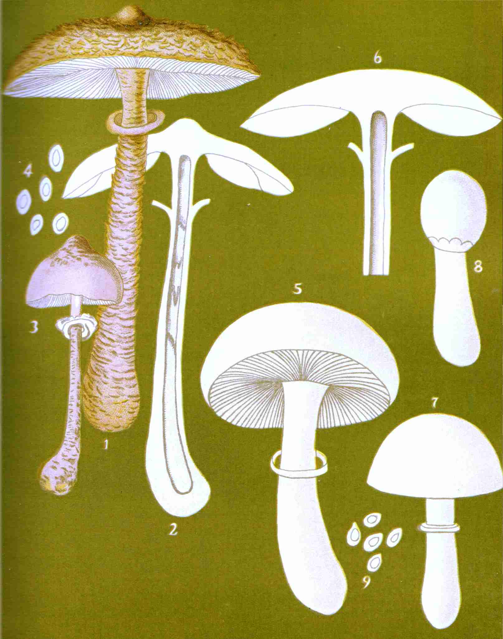 Parasol Mushroom Facts