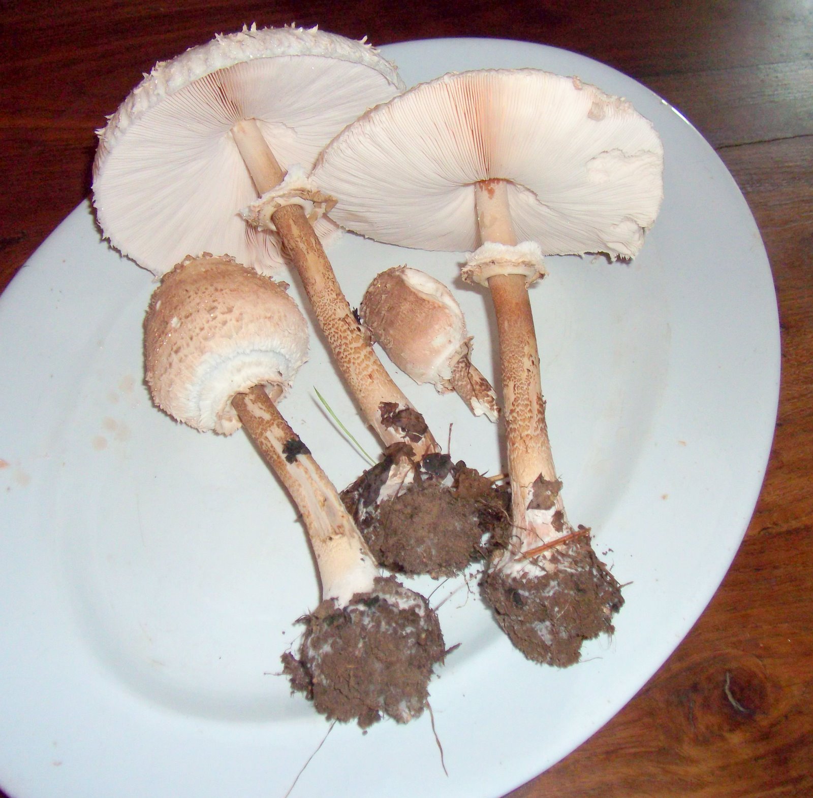Parasol Mushroom Identification