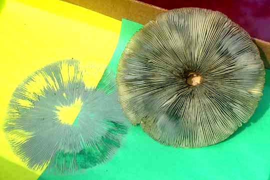 Parasol Mushroom Identification