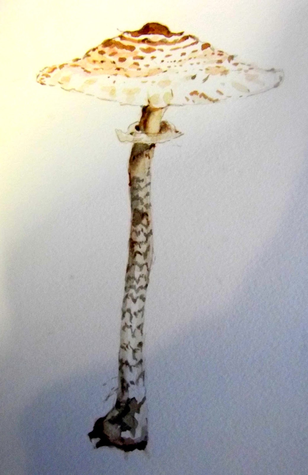 Parasol Mushroom Kit