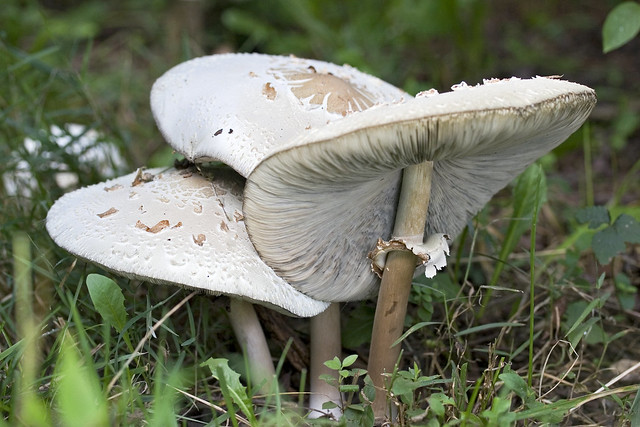 Parasol Mushroom Poisonous