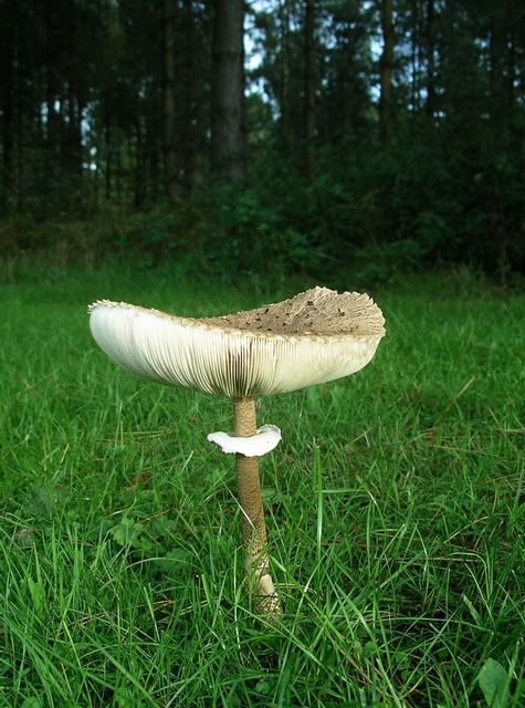 Parasol Mushroom Uk