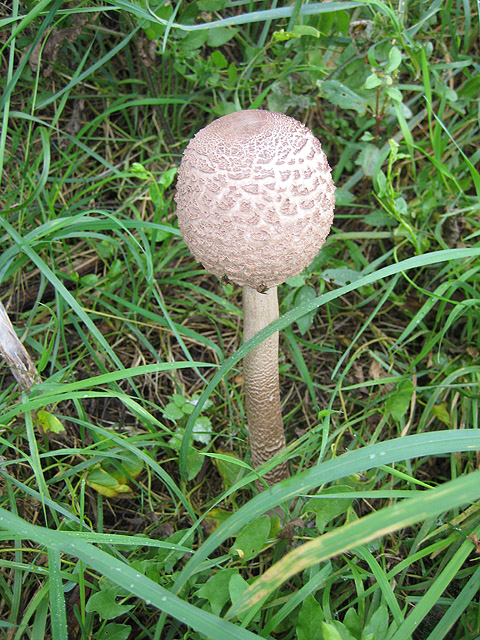 Parasol Mushroom Uk